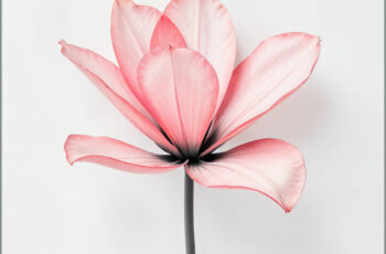 Nutty Nys – Committed